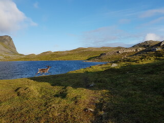 Fototapeta na wymiar small reindeer calf running alongside blue mountain lake in summer sunlight