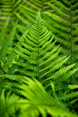Fern leaf in late spring