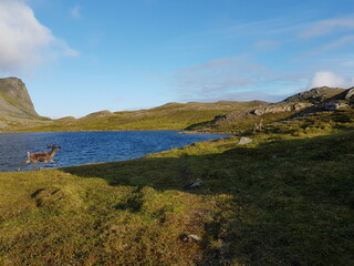 small reindeer calf running alongside blue mountain lake in summer sunlight