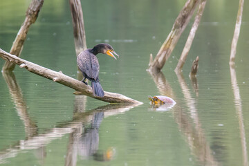 Great cormorant chases the turtle off the branch