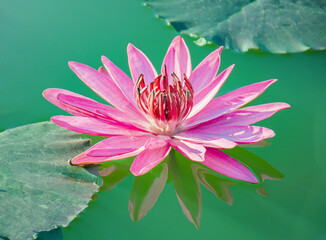 Pink lotus flowers blooming beautifully in the water.