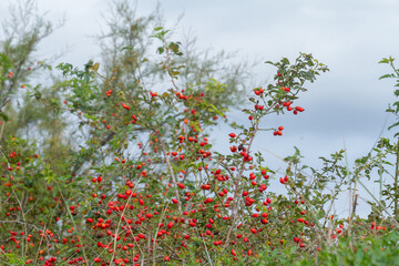 Red dog rose berries along the river