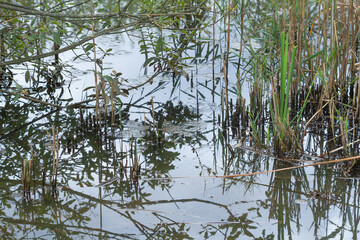 Green water plants growing along the river