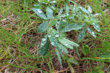 BIG rain drops on the grass