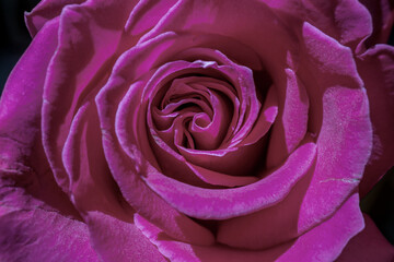 Floral background with beautiful magenta rose close up