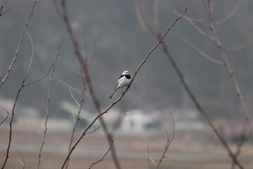 풍경, 사진, 달, 도로,