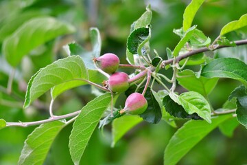 apples ripening on the tree