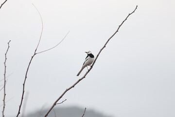 풍경, 사진, 달, 도로,