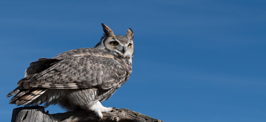 A great horned owl sits on a branch under a blue sky