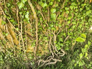 green grass background