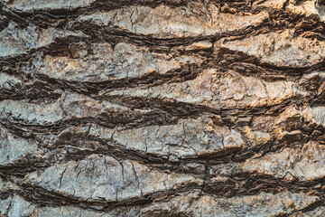 Bark texture of a tropical palm tree
