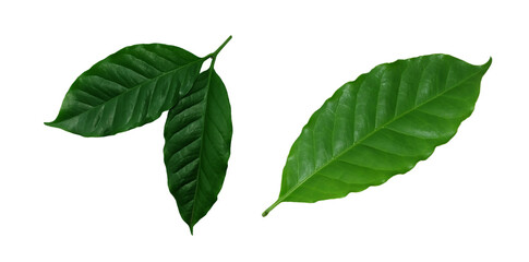 Naklejka premium green​, Coffee leaves ​isolated on white​ background.​ 