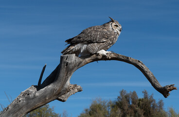 Great horned owl perched on a branch under a blue sky
