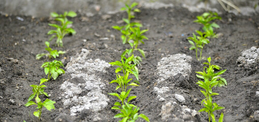 vegetable garden in spring image