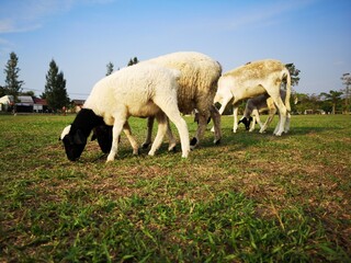 A flock of sheep eating grass
