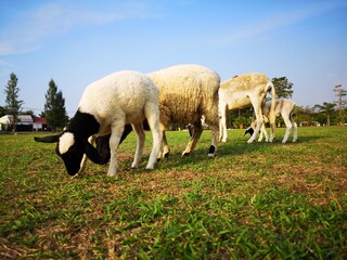 Obraz na płótnie Canvas A flock of sheep eating grass 