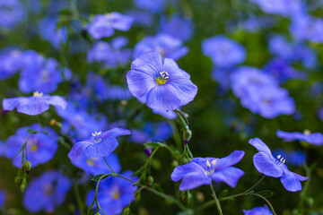 Blue and delicate flowers of flax.