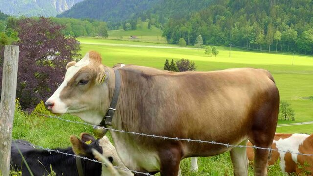 Typical farmland in the Gernan and Austrian Alps with cattle and cows - travel photography