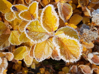 Naklejka na ściany i meble rime on yellow leaves in early autumn