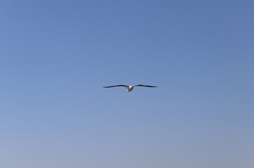 Mouette dans le ciel au Lac Inle, Myanmar