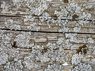  Wood With Cracks
