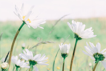 field of daisies, chamomiles