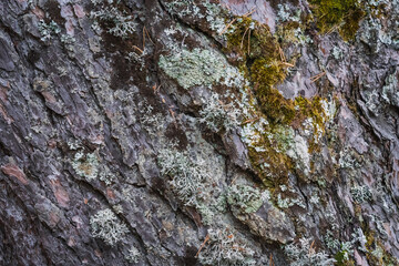 Pine tree bark texture