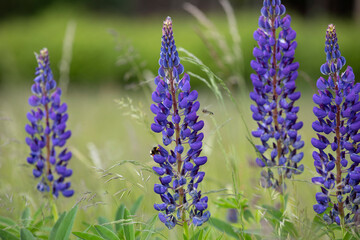 Close-up of Wild Blue lupin flower head on the meadow with some insects collect pollen. (Lupinus polyphyllus). Springtime bloom.  