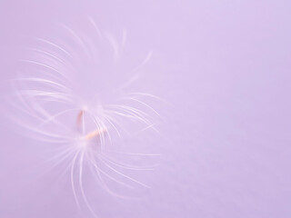 Two foalfoot, coltsfoot fluffs together on a lilac background. Macro, abstraction with copy space