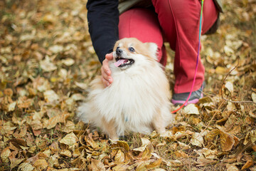 Woman  stroking a dog of the Spitz breed. Walk in the park in autumn in the yellow foliage. the...
