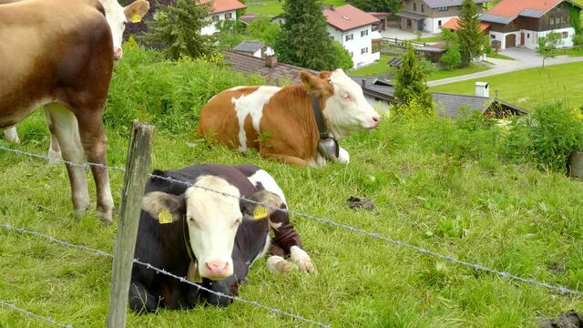 Typical farmland in the Gernan and Austrian Alps with cattle and cows - travel photography