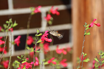 Taubenschw&auml;nzchen - fliegend