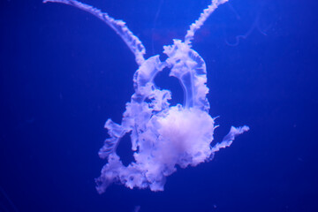 Fluorescent jellyfish on blue background, the ocean