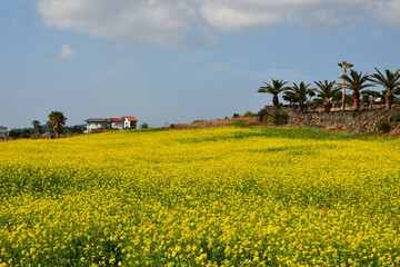 sky and rape flower garden