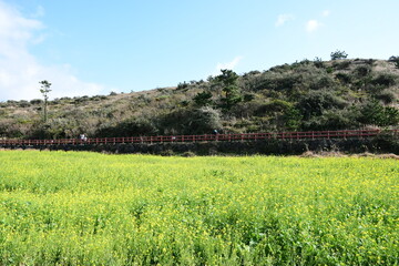 sky and rape flower garden