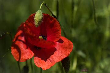 One red poppy flower on the green background. Closeup.