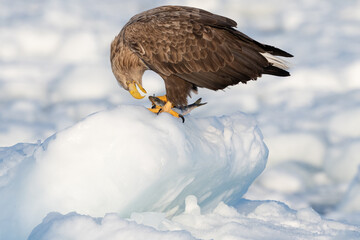 White-tailed sea eagle catches a fish in the frozen Japanese sea, Hokkaido, Japan.  
