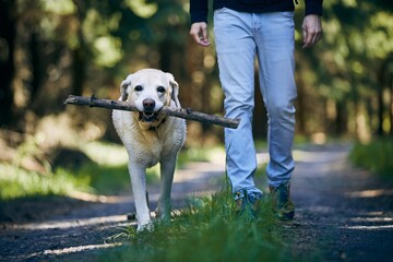 Man with dog in forest