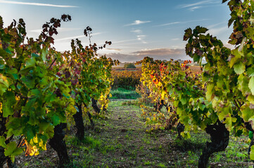 View of a row of vines in autumn in a Languedoc vineyard at sunset - obrazy, fototapety, plakaty