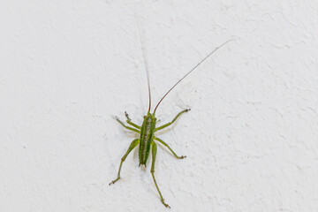 Grasshopper on a house wall