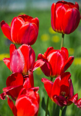 Beautiful red tulips on a green lawn on a Sunny day