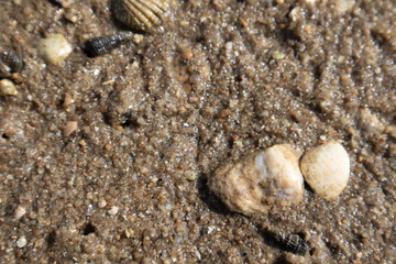 Fototapeta na wymiar The sand on the seashore has shells.