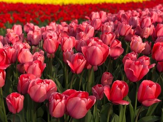 field of tulips