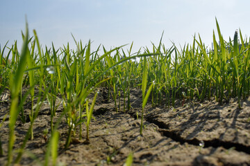 Paddy seedbed in morning 