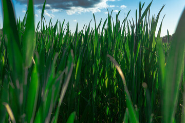 Pflanzen  auf einem Feld wehen im Wind.