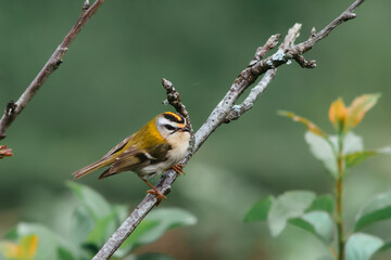 Reyezuelo listado posado en las ramas de un cerezo.