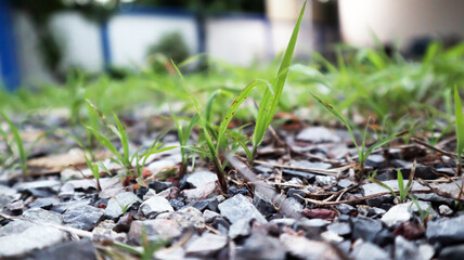 green grass in the ground