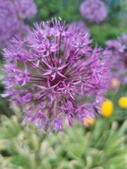 purple flowers in the garden