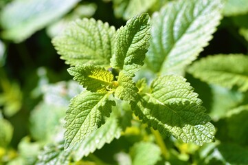 Lemon Balm (Melissa officinalis).