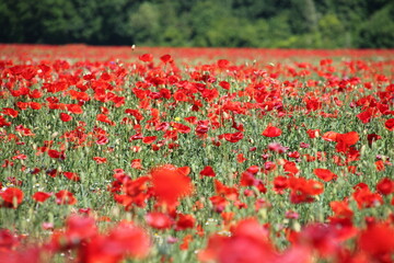 Blumenwiese im Wald mit Mohn